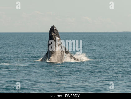 Humpback whales at Hervey Bay, Queensland, Australia.Top place for whale watching ,holiday destination.travel Queensland and enjoy the warm climate. Stock Photo