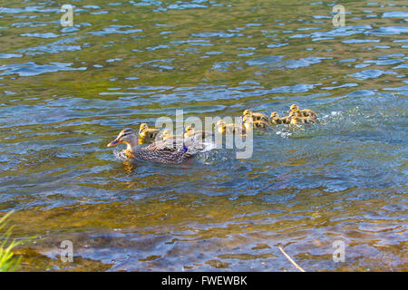 A mother duck swims with her chicks in the Deschutes River while playing follow the leader. Stock Photo