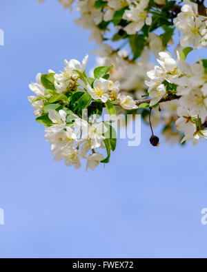 Spring crabapple blossoms Malus floribunda, with one old fruit, in Oklahoma, USA. Stock Photo