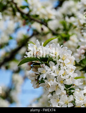 Honeybees work new crabapple blossoms, Malus floribunda, in the spring in Oklahoma, USA. Stock Photo