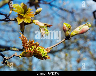 New sycamore leaves and flower buds opening on a spring day. Stock Photo