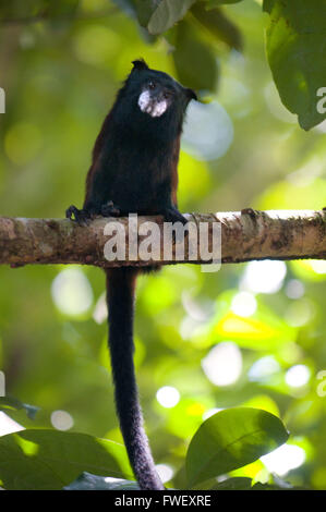 A Commun woolly monkey (Oreonax flavicauda) on one of the primary forests of the Amazon rainforest, near Iquitos, Amazonian, Lor Stock Photo