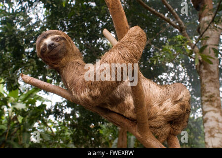 An sloth bear climbed a tree in a primary forest in the Amazon rainforest, near Iquitos, Loreto, Peru. Sloths are medium-sized m Stock Photo