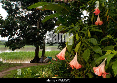 Landscape with flowers in the riverside village of Timicuro I smiling and happy. Iqutios peruvian amazon, Loreto, Peru. Stock Photo