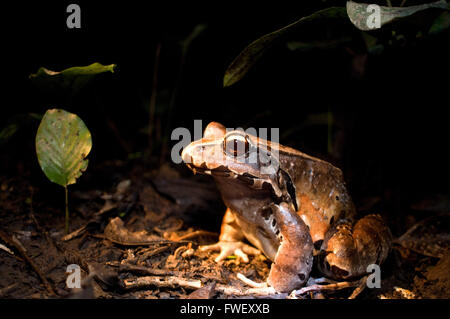 Smoky jungle frog (Leptodactylus pentadactylus). One of the many varieties of frogs that can be sighted in the primary forests o Stock Photo