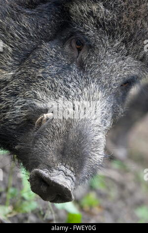 Head of a wild boar with tusks, Netherlands Stock Photo