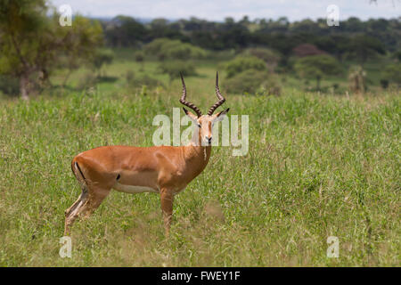 Impala grazing and staring at the observer Stock Photo