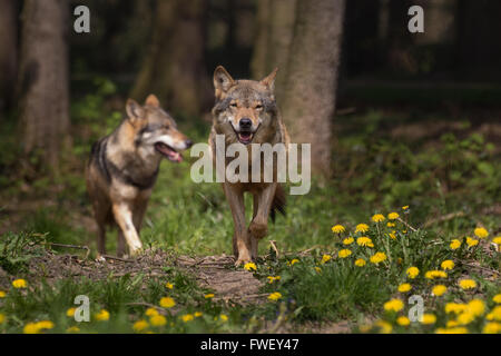 Two Eurasian wolfs appearing from the woods Stock Photo