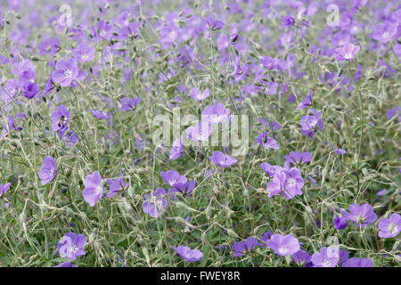 Geranium pratense in Sonsbeek park in Arnhem, Netherlands Stock Photo