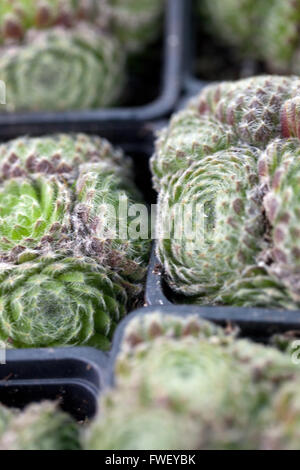 Rockery plants in pots for sale Farmers Market Stock Photo