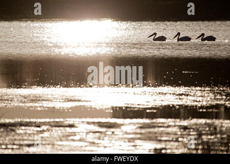 pelicans swimming in lake in the Danube Delta in Romania in evening light Stock Photo