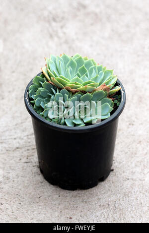 Close up image of Echeveria glauca or known as Aeonium or known as Green Rose succulent