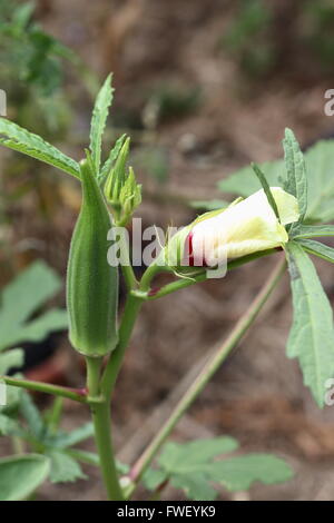 Growing Okra or also known as Ladies' fingers Stock Photo