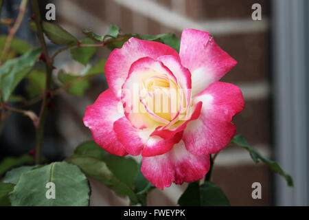 Double Delight Roses in full bloom Stock Photo