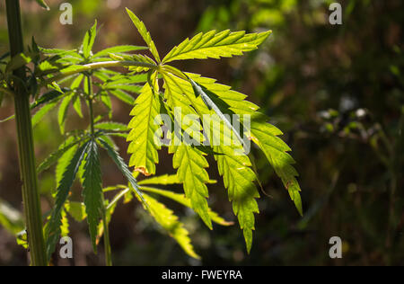 Fresh cannabis leaf growing in the nature, enlightened by the morning sunlight. Stock Photo
