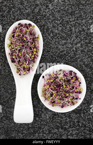 Alfalfa, broccoli and rambo radish sprouting seeds in porcelain scoop and bowl over marble background. Stock Photo