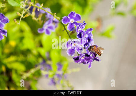A worker bee collecting pollen from Golden Dewdrop (Duranta erecta) flower. Golden dewdrop also known as pigeon burry Stock Photo