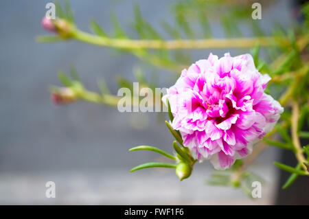 Pink and white Portulaca grandiflora flower also known as rose moss, mexican rose, rock rose, moss rose, sun rose, purslane Stock Photo