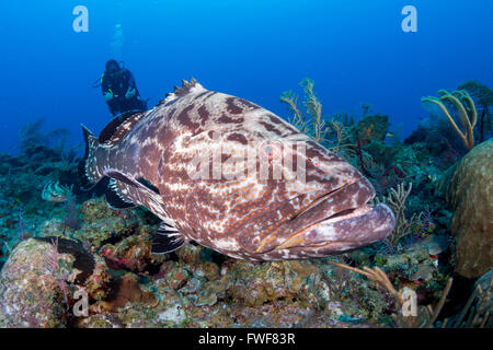 Tiger grouper, Mycteroperca tigris, Jardines de la Reina, Cuba, Caribbean Sea Stock Photo