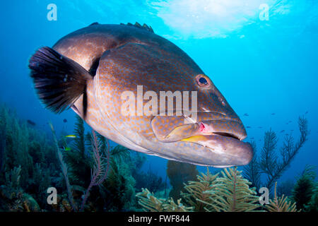 Tiger grouper, Mycteroperca tigris, Jardines de la Reina, Cuba, Caribbean Sea Stock Photo