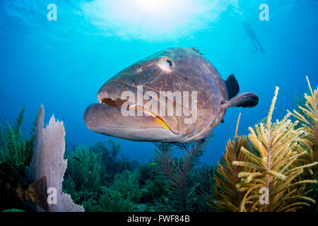 Tiger grouper, Mycteroperca tigris, Jardines de la Reina, Cuba, Caribbean Sea Stock Photo