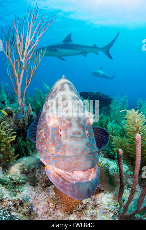 Tiger grouper, Mycteroperca tigris, Jardines de la Reina, Cuba, Caribbean Sea Stock Photo