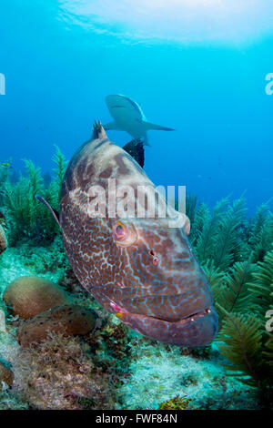 Tiger grouper, Mycteroperca tigris, Jardines de la Reina, Cuba, Caribbean Sea Stock Photo