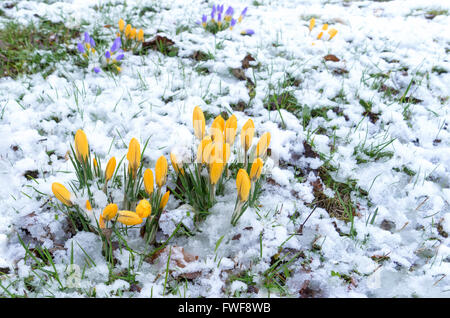 Crocuses on a meadow in the snow Stock Photo