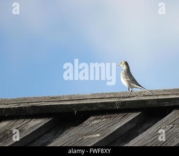 White wagtail (Motacilla alba) on the roof of a wooden house. Stock Photo