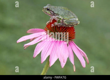 Common Gray Tree Frog Hyla versicolor sitting on top of Purple Coneflower (Echinacea purpurea) E USA Stock Photo