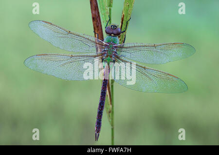 Common Green Darner Dragonfly (Anax junius) with dew, E USA, by Skip Moody/Dembinsky Photo Assoc Stock Photo