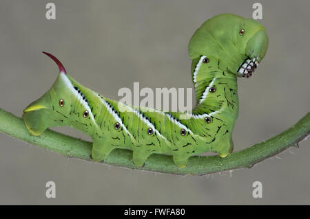 Tomato Hornworm Moth or Five-Spotted Hawkmoth caterpillar, larvae, (Manduca quinquemaculata)  on Tomato plant, Eastern USA Stock Photo