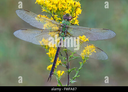 Common Green Darner Dragonfly Anax junius on Goldenrod (Solidago sps) Eastern USA, by Skip Moody/Dembinsky Photo Assoc Stock Photo