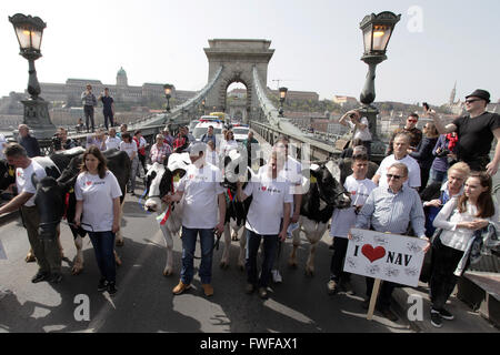 (160405) --BUDAPEST, April 5, 2016 (Xinhua) -- Hungarian dairy farmers marched with their cows on the streets to protest the low milk prices and demand more favorable sales opportunities in Budapest, Hungary, April 4, 2016. (Xinhua/Csaba Domotor) Stock Photo