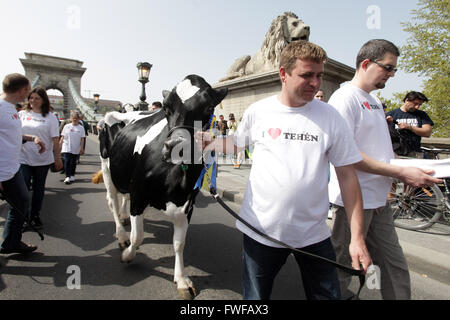 (160405) --BUDAPEST, April 5, 2016 (Xinhua) -- Hungarian dairy farmers marched with their cows on the streets to protest the low milk prices and demand more favorable sales opportunities in Budapest, Hungary, April 4, 2016. (Xinhua/Csaba Domotor) Stock Photo