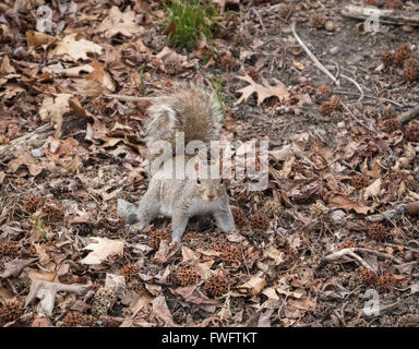 Grey Squirrel (Sciurus carolinensis) looking alert directly at camera on the ground covered with dead leaves in Autumn Stock Photo