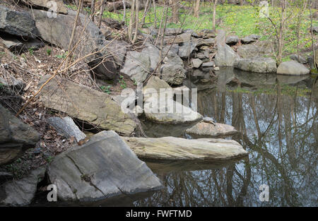 Lake in Central Park, New York City, with Red-Eared Slider turtle basking and Eastern Chipmunk eating on rocks nearby