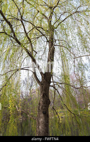Weeping Willow tree (Salix Babylonica) in Central Park, New York City, in Spring. Stock Photo