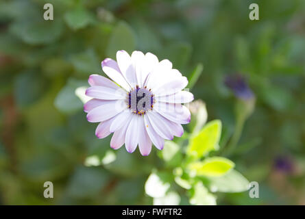 African daisy close up view with blurred background Stock Photo