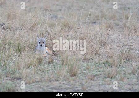 Black-backed jackal - Saddle-backed jackal - Silver-backed jackal (Canis mesomelas) lying in the grass at sunrise Stock Photo