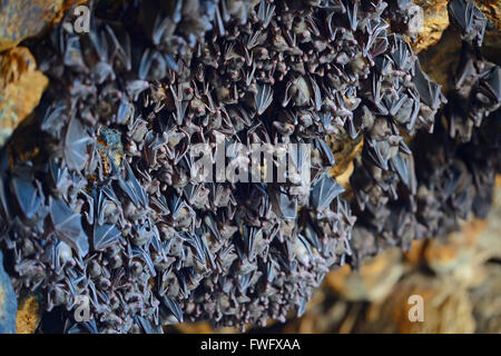 Bats in cave, bat temple Goa Lawah, Bali, Indonesia Stock Photo