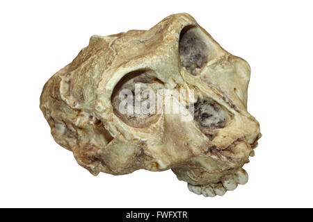 Australopithecus (Paranthropus) robustus