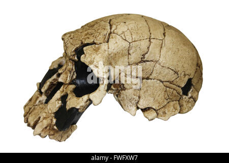 Homo rudolfensis Skull KNM-ER 1470 Stock Photo