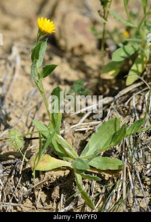 Field Marigold - Calendula arvensis Yellow Wild Flower Stock Photo