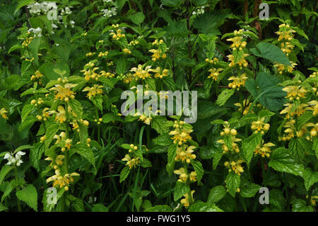 yellow archangel lamiastrum galeobdolon Stock Photo