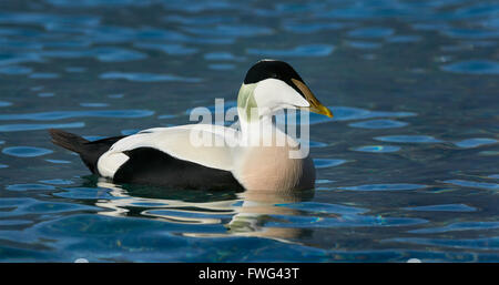 Male common eider swimming in blue water Stock Photo
