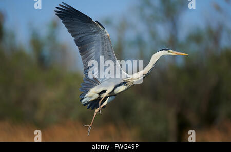 Beautiful grey heron photographed while landing Stock Photo