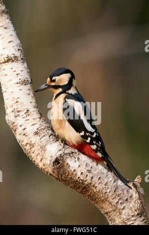 Great spotted Woodpecker perched on a birch branch photographed vertically Stock Photo