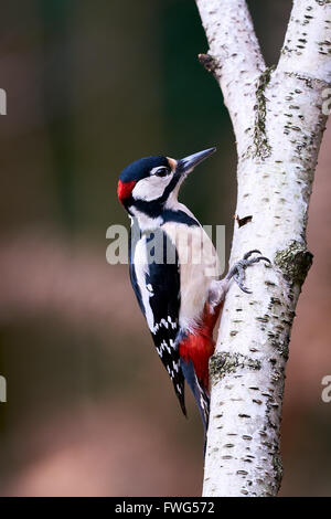 Great spotted Woodpecker perched on a birch branch Stock Photo