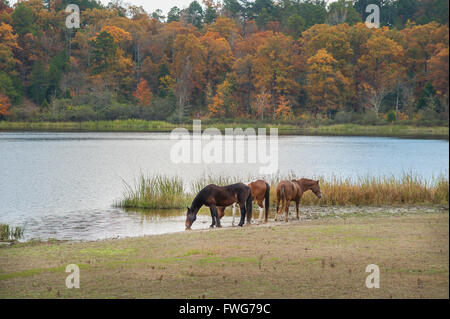 Horses drinking from lake water with backdrop of autumn trees Stock Photo